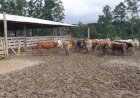 POLÍCIA CIVIL RECUPERA GADO ROUBADO DE FAZENDA EM SANTA CECÍLIA
