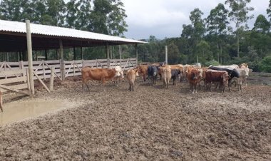 POLÍCIA CIVIL RECUPERA GADO ROUBADO DE FAZENDA EM SANTA CECÍLIA