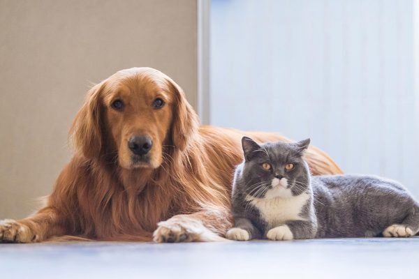 GOVERNADOR MOISÉS SANCIONA LEI QUE PREVÊ CONTROLE POPULACIONAL DE ANIMAIS DOMÉSTICOS EM SC