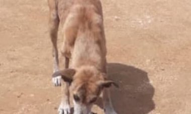 Cachorro é flagrado carregando um pé humano no interior do RN