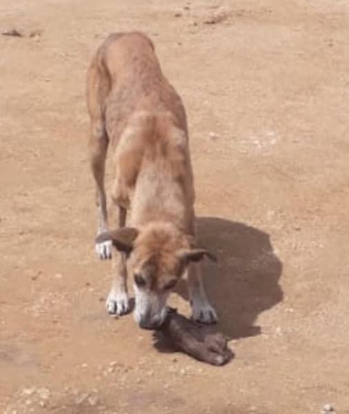 Cachorro é flagrado carregando um pé humano no interior do RN