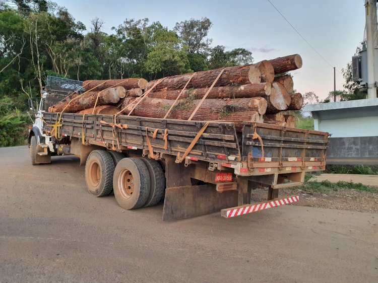 POLÍCIA RODOVIÁRIA FLAGRA CAMINHÃO CARREGADO COM TORAS DE ARAUCÁRIA COBERTO POR TORAS DE PINUS