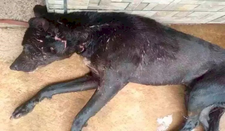 CÃO VIRA LATA SALVA CRIANÇA DE ATAQUE DE PITBULL