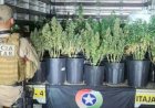 POLÍCIA DESCOBRE UMA PLANTAÇÃO DE SUPERMACONHA EM SANTA CATARINA