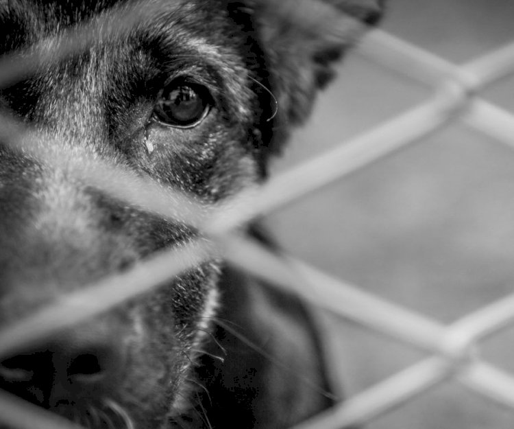 LEBON RÉGIS: HOMEM É CONDENADO POR MAUS TRATOS A CÃES