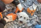 SALVAMENTO DE PEQUENO CÃO EMOCIONA RESGATISTAS NA TURQUIA