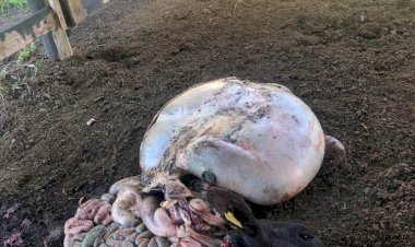 ABIGEATÁRIOS FURTAM E CARNEAM VACA EM FAZENDA DE LEBON RÉGIS