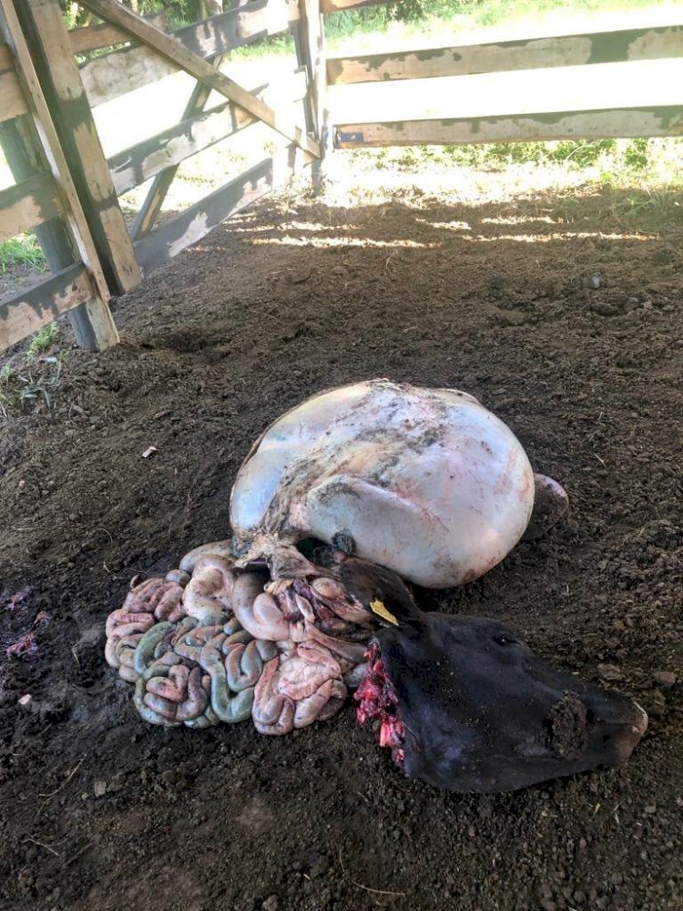 ABIGEATÁRIOS FURTAM E CARNEAM VACA EM FAZENDA DE LEBON RÉGIS