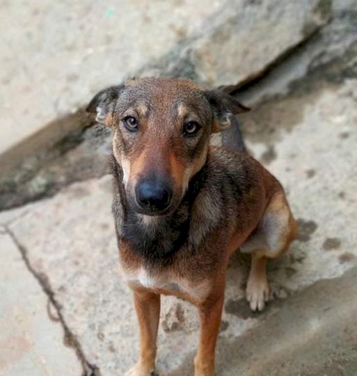 JUÍZ DA COMARCA DE  LEBON RÉGIS, CONDENA HOMEM POR MANTER CACHORROS PRESOS, SEM ÁGUA E SEM COMIDA