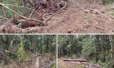 POLÍCIA AMBIENTAL FLAGRA CORTE DE ARAUCÁRIA EM TIMBÓ GRANDE