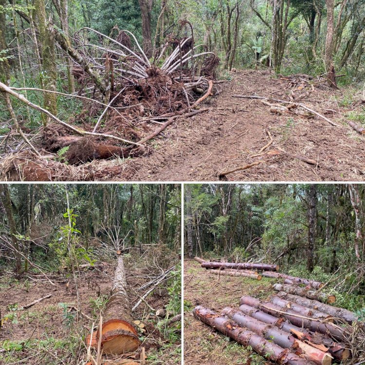 POLÍCIA AMBIENTAL FLAGRA CORTE DE ARAUCÁRIA EM TIMBÓ GRANDE