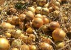 CLUBE DA CEBOLA  -  FINDAM-SE OS ESTOQUES DE CEBOLAS DO SUL