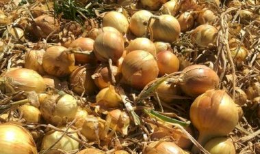 CLUBE DA CEBOLA  -  FINDAM-SE OS ESTOQUES DE CEBOLAS DO SUL