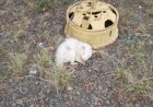 Bombeiros capturam raro gambá albino brasileiro no Centro de Água Doce