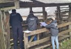 POLÍCIA CIVIL E CIDASC DE CURITIBANOS LOCALIZAM BOVINOS FURTADOS