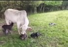 VACA DA A LUZ A QUATRO BEZERROS DE UMA SÓ VEZ