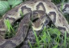 CAÇADOR: AGRICULTOR É PICADO POR COBRA JARARACA