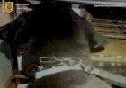 SANTA CECÍLIA: CÃO DA POLÍCIA CIVIL ENCONTRA MUNIÇÃO ILEGAL ESCONDIDA EM FOGÃO A LENHA