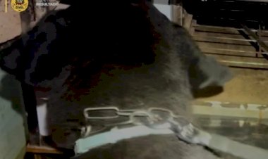 SANTA CECÍLIA: CÃO DA POLÍCIA CIVIL ENCONTRA MUNIÇÃO ILEGAL ESCONDIDA EM FOGÃO A LENHA