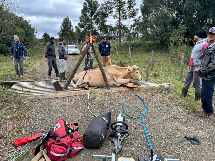 LEBON RÉGIS: BOMBEIROS RESGATAM BOVINO COM PERNAS PRESAS EM MATA-BURRO