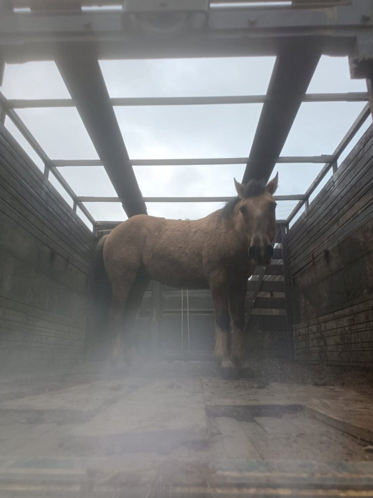 POLÍCIA CIVIL DE LEBON RÉGIS RECUPERA CAVALO ROUBADO EM SANTA CECÍLIA