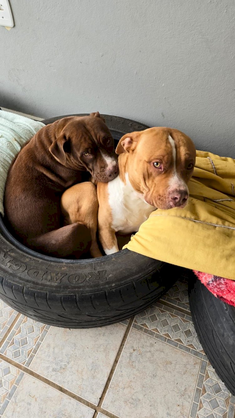 LEBON RÉGIS: AO VER MÃE SENDO ASSALTADA CRIANÇA SOLTA PIT BULLS E EVITA O ROUBO