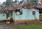 LEBON RÉGIS: EUCALIPTO TOMBA COM A FORÇA DO VENTO E ATINGE RESIDÊNCIA NO INTERIOR DO MUNICÍPIO