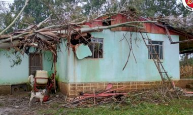 LEBON RÉGIS: EUCALIPTO TOMBA COM A FORÇA DO VENTO E ATINGE RESIDÊNCIA NO INTERIOR DO MUNICÍPIO